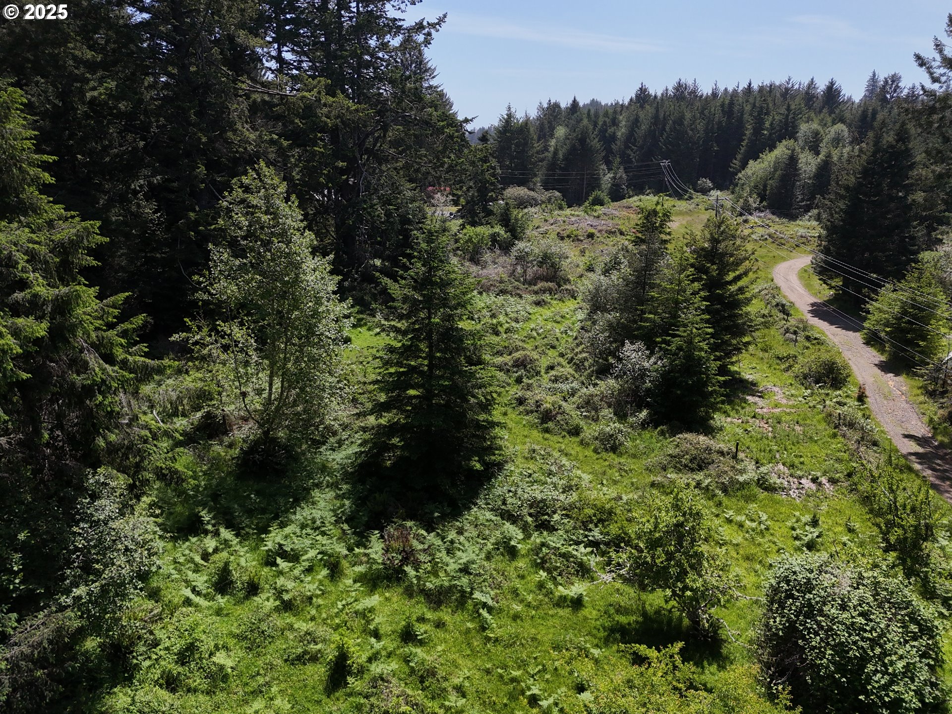20452 Whaleshead Road Brookings, OR 97415 - Photo 5 of 40 a view of a forest with a tree