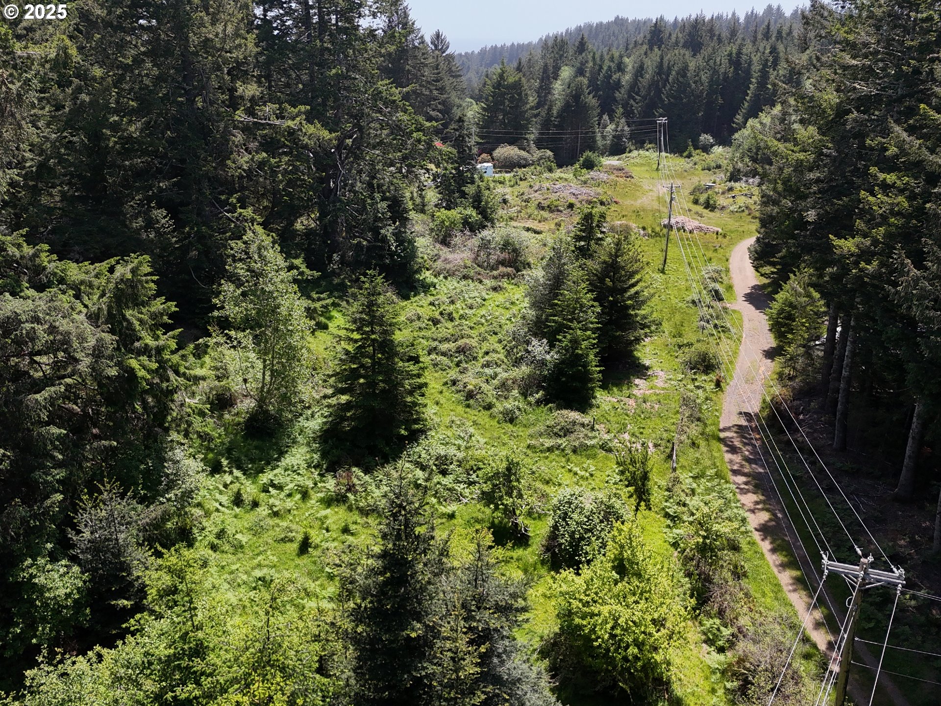 20452 Whaleshead Road Brookings, OR 97415 - Photo 7 of 40 a view of a forest with a tree