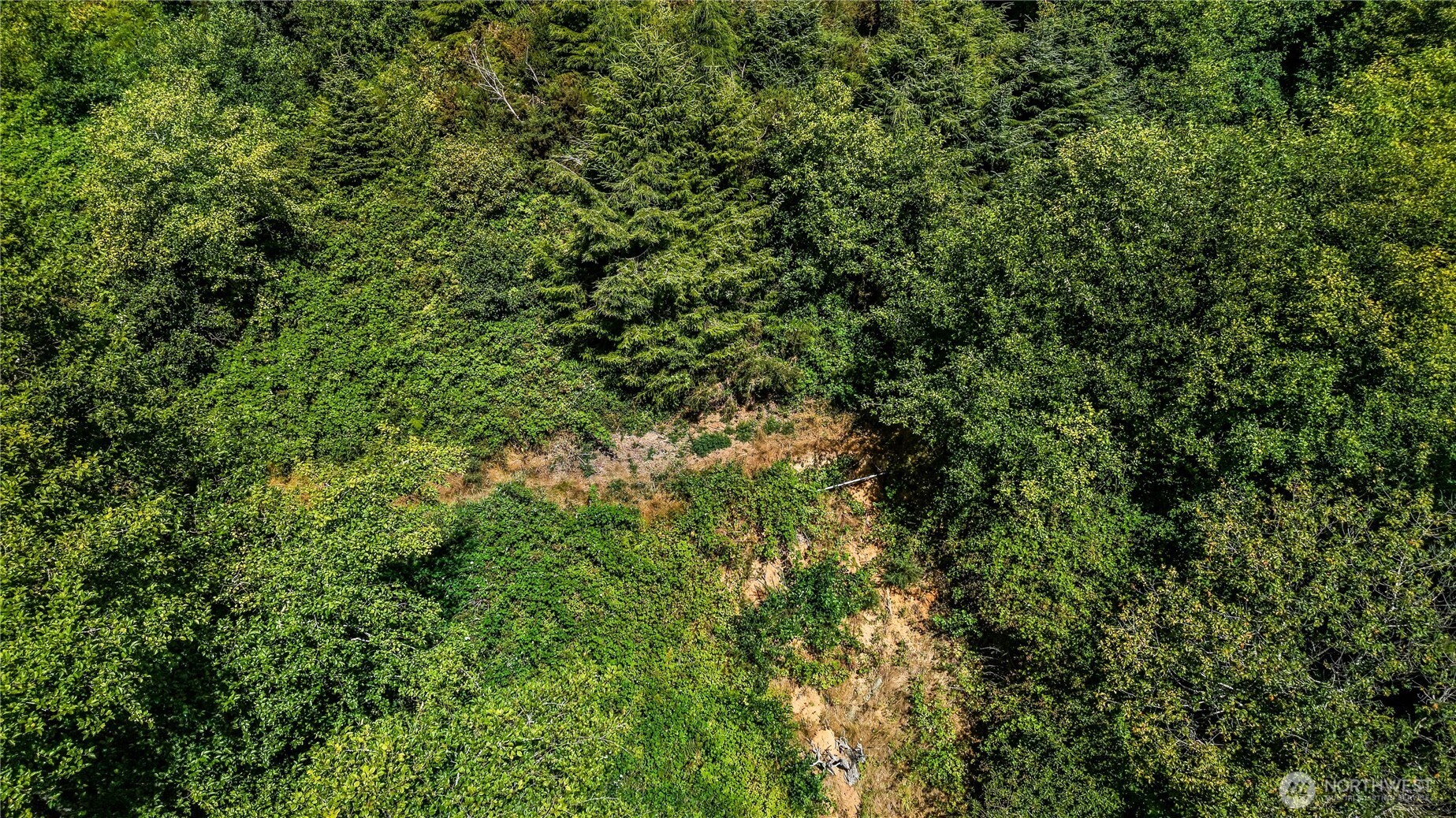 5001 4th Avenue Southwest Ilwaco, WA 98624 - Photo 11 of 22 a view of a lush green forest