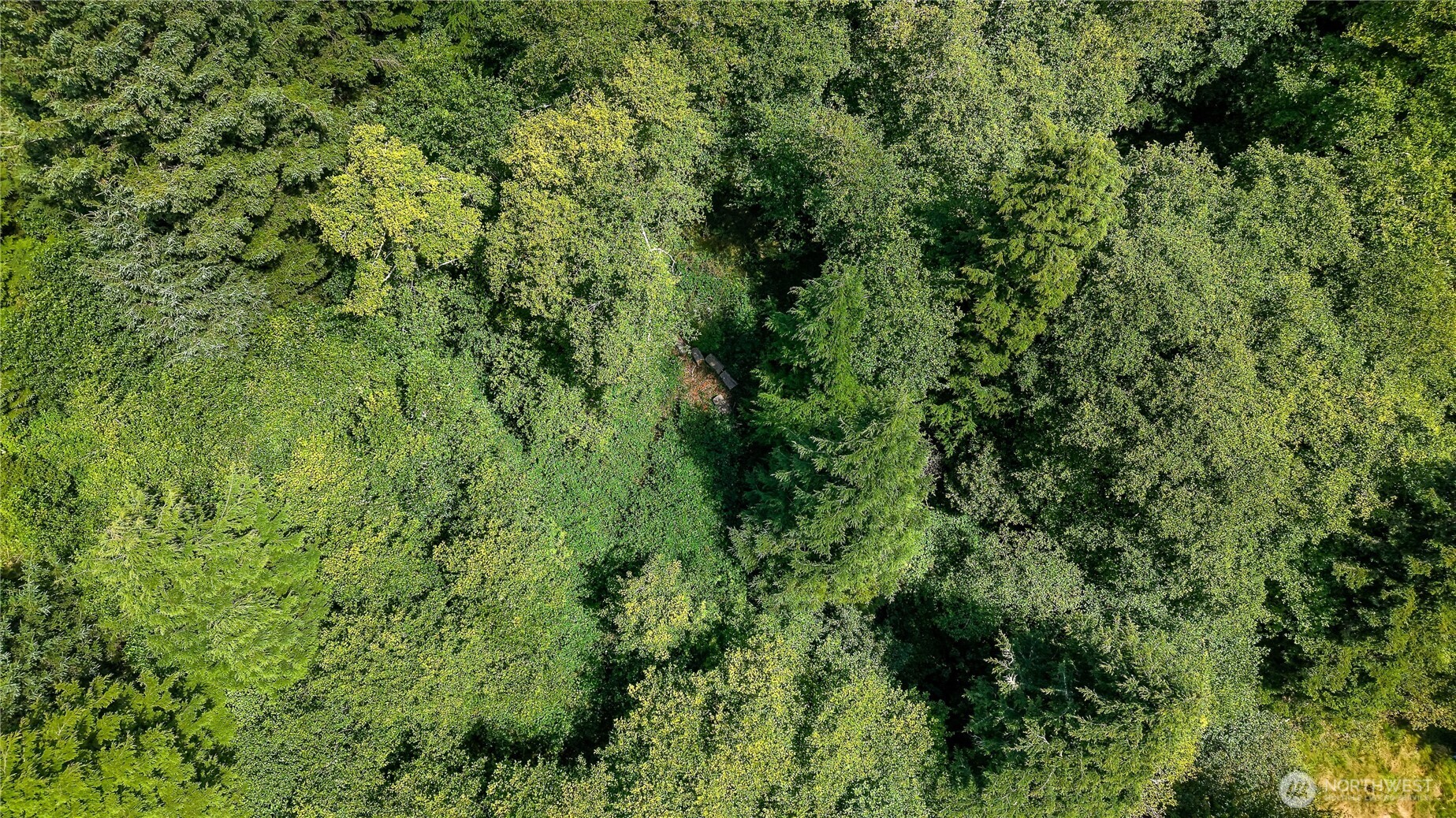 5001 4th Avenue Southwest Ilwaco, WA 98624 - Photo 13 of 22 a view of a lush green forest with a houses