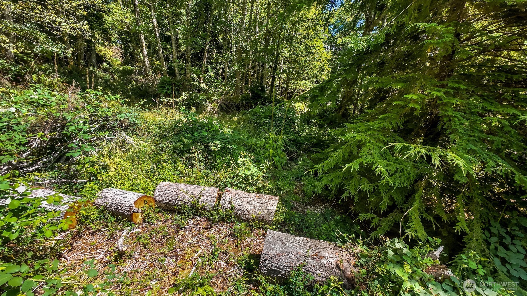 5001 4th Avenue Southwest Ilwaco, WA 98624 - Photo 15 of 22 a view of backyard with green space