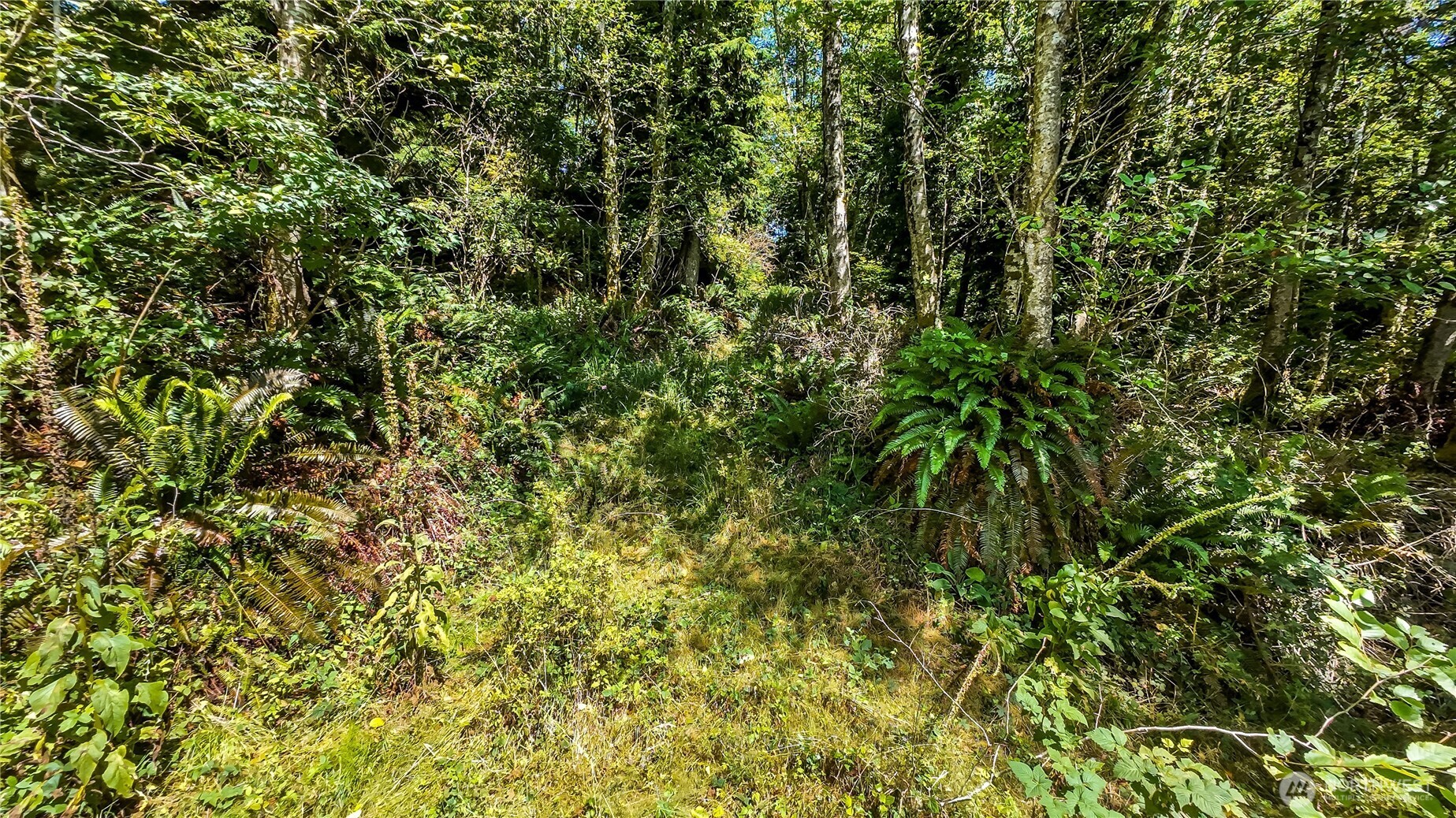 5001 4th Avenue Southwest Ilwaco, WA 98624 - Photo 19 of 22 a view of a lush green field