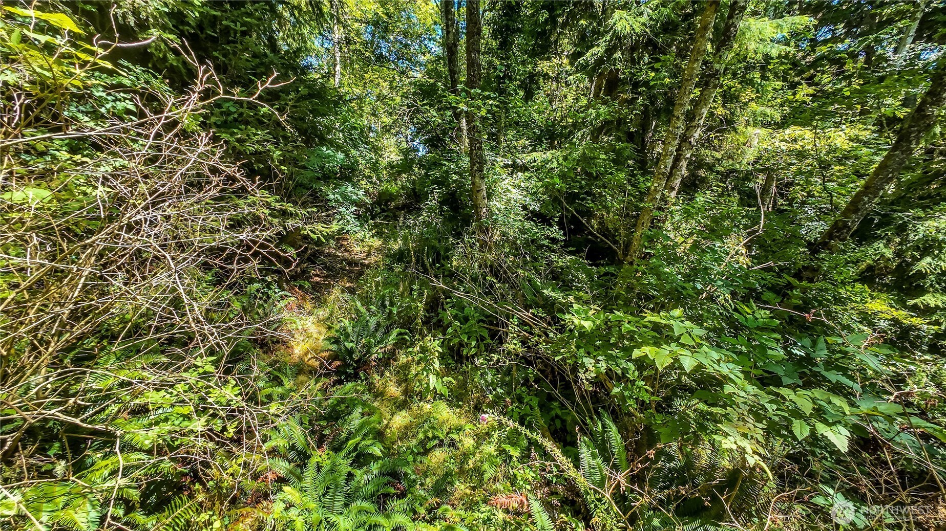 5001 4th Avenue Southwest Ilwaco, WA 98624 - Photo 20 of 22 a view of a tree