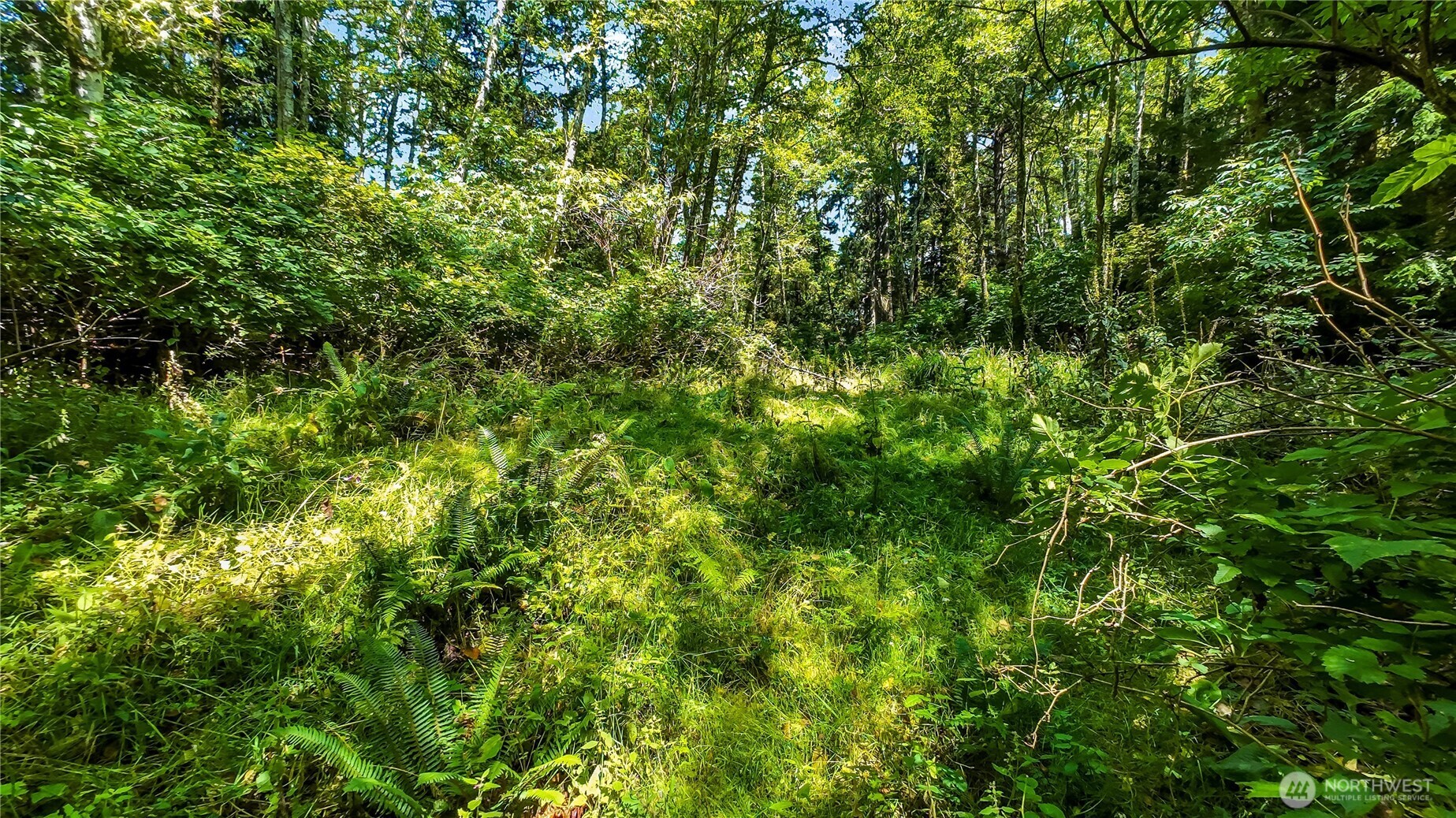 5001 4th Avenue Southwest Ilwaco, WA 98624 - Photo 21 of 22 a view of a lush green forest