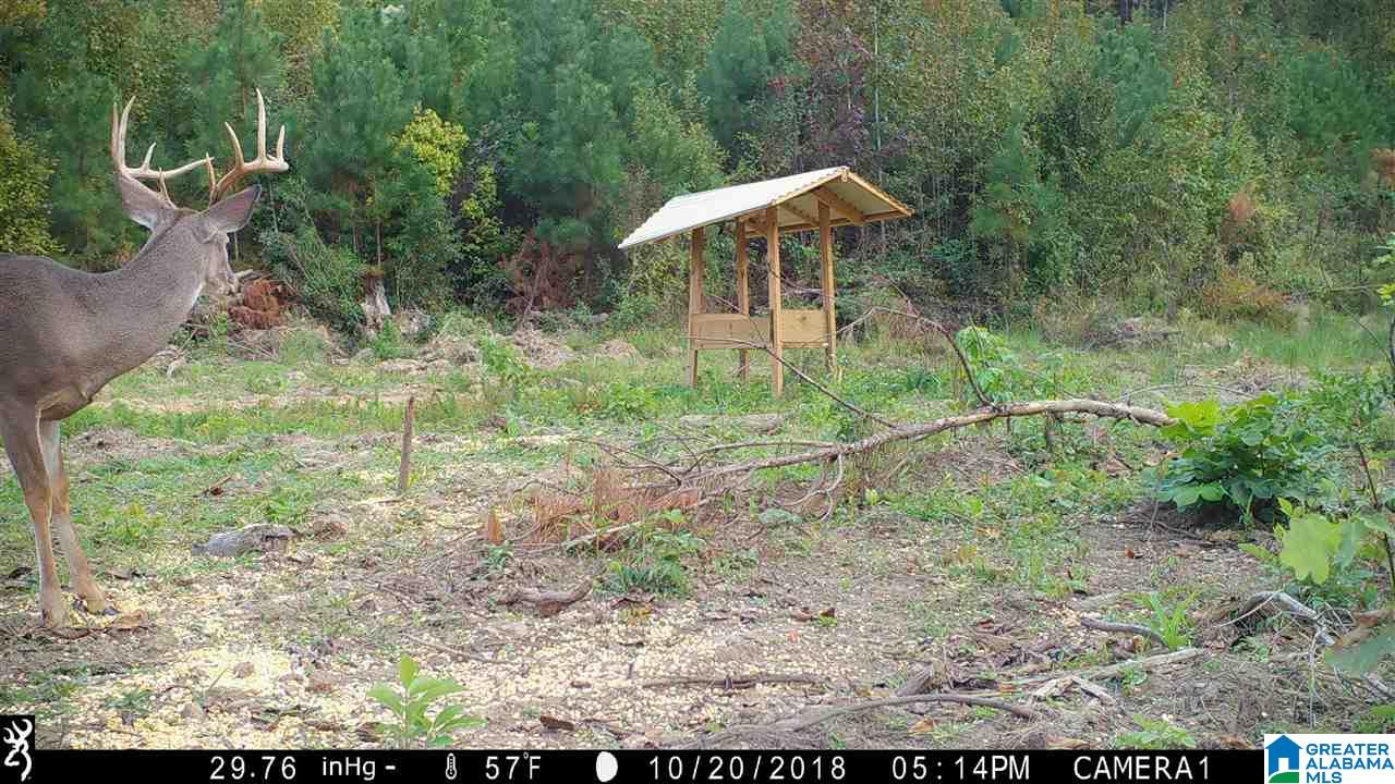 0 Bulldog Bend Road Brierfield, AL 35035 - Photo 2 of 32
