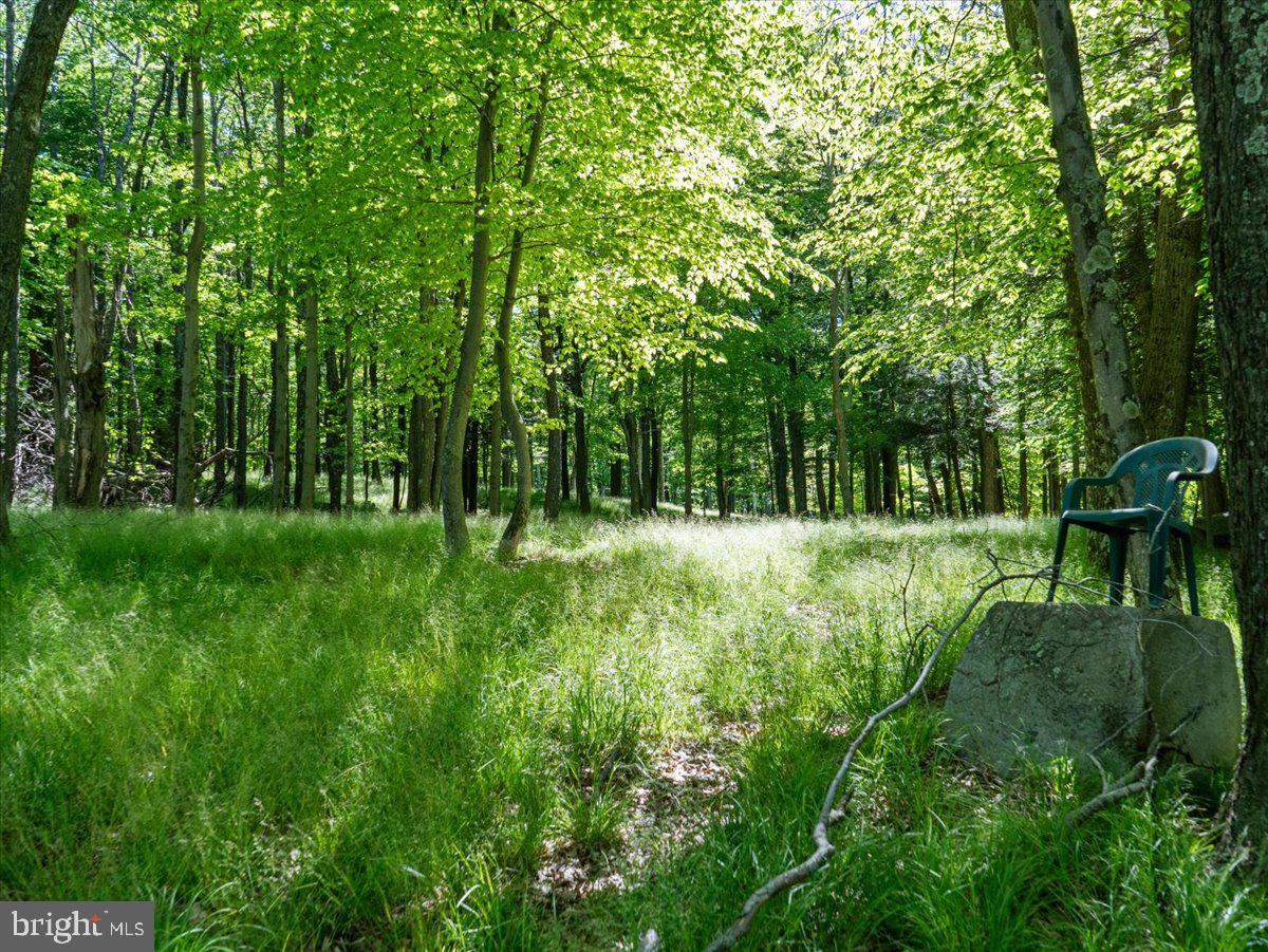 663 Bear Woods Road Mount Storm, WV 26739 - Photo 52 of 73 Serene woodland retreat awaits you.