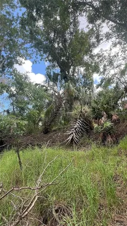 a view of outdoor space and tree
