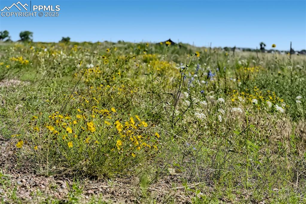 8625 Bailiff Drive Peyton, CO 80831 - Photo 5 of 11