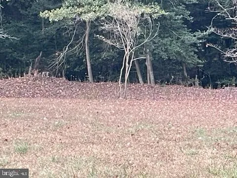 a backyard of a house with a large tree