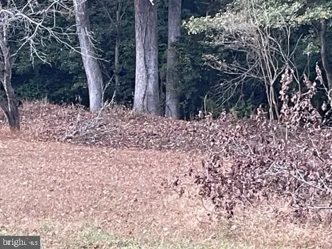 a view of a backyard with large trees
