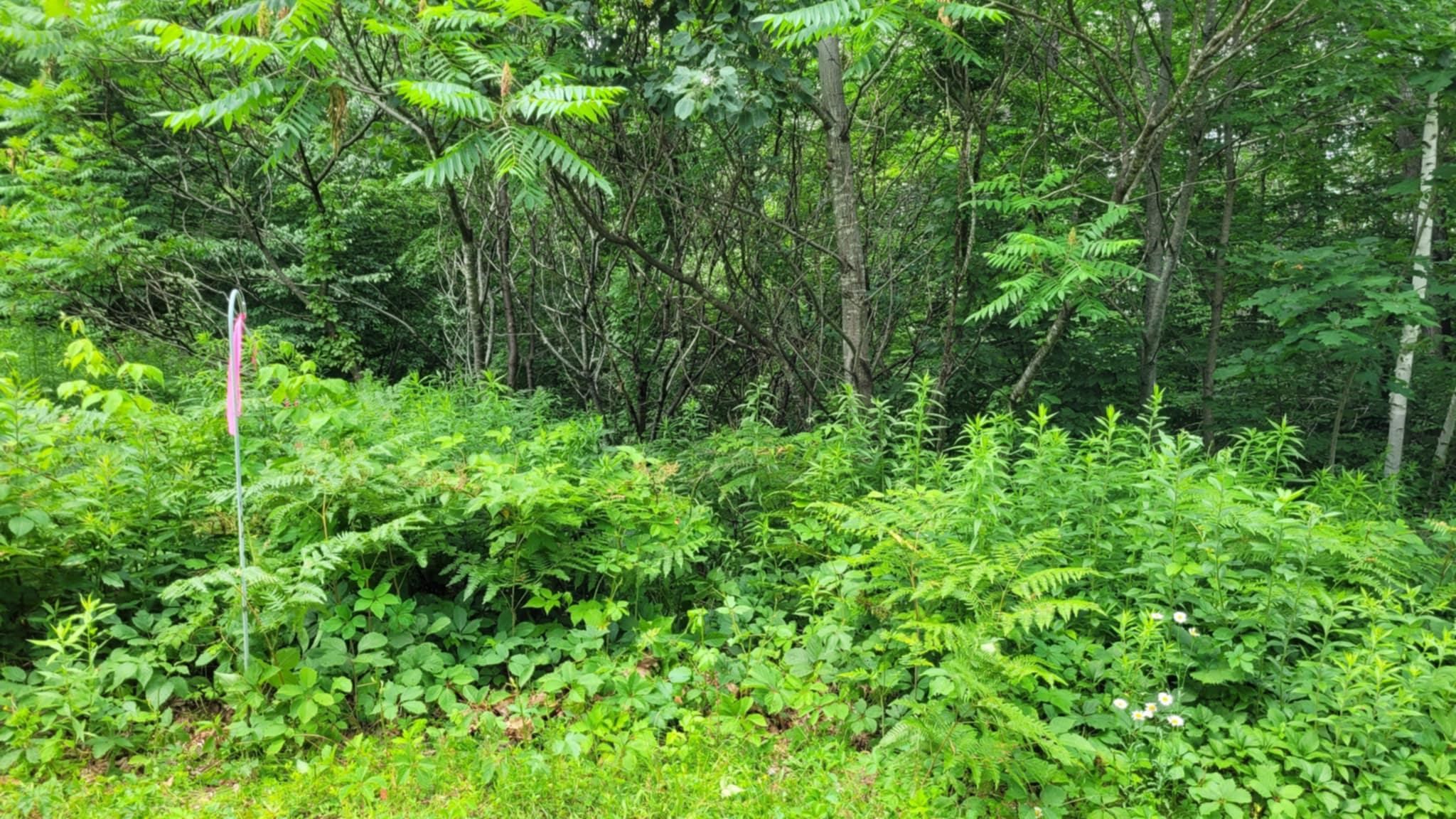 Gill Terrace Ludlow, VT 05149 - Photo 8 of 16