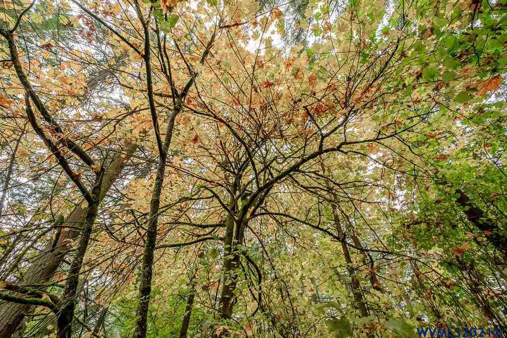 Bramblewood Lane Albany, OR 97321 - Photo 26 of 34