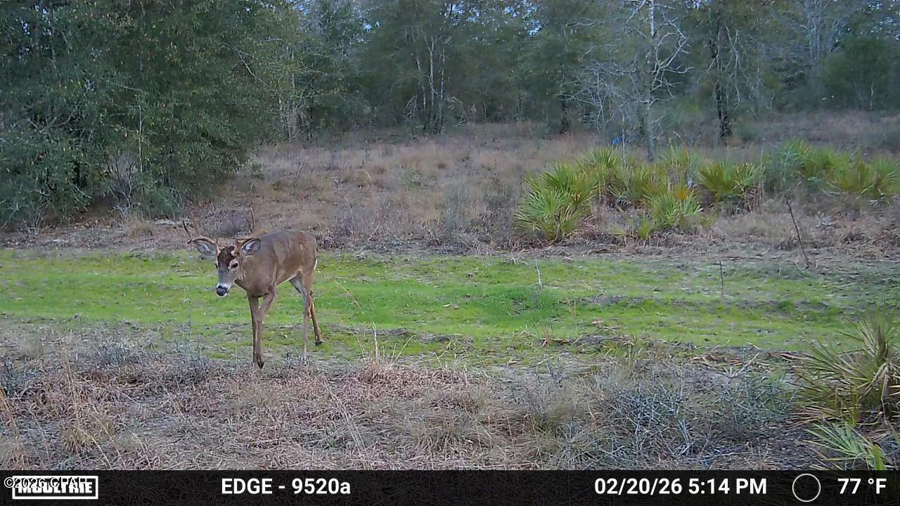 705 Cornwell Road Alford, FL 32420 - Photo 7 of 89