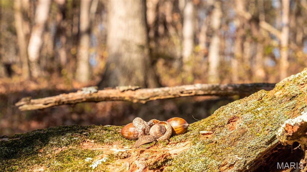 9022 County Road 469 Portland, MO 65067 - Photo 67 of 94