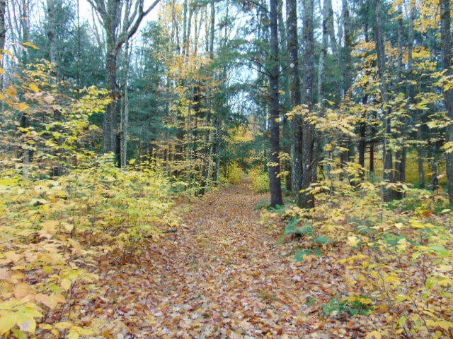 20116 Pinewood Road Newberry, MI 49868 - Photo 2 of 11 Gallery Image 2