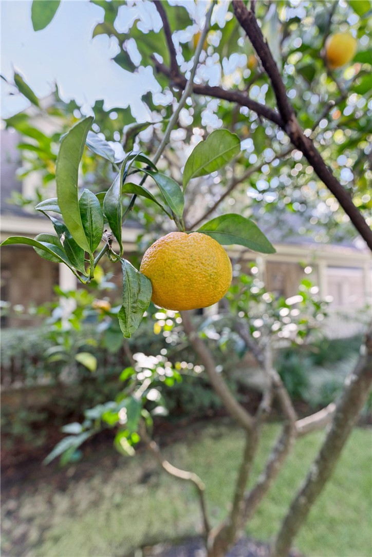 106 Sand Castle Way St. Simons Island, GA 31522 - Photo 33 of 33 Fruit tree to enjoy!