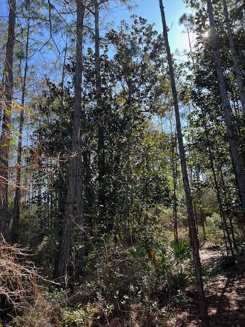 Abc Abc Chat Holley Road Santa Rosa Beach, FL 32459 - Photo 12 of 14 a view of a forest