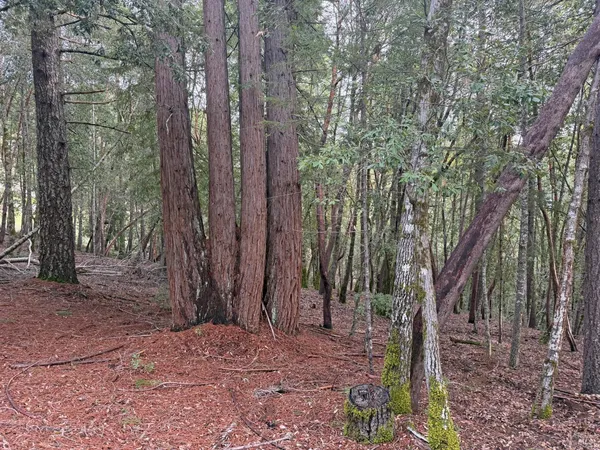 a view of a forest with trees