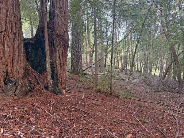 a view of house with trees