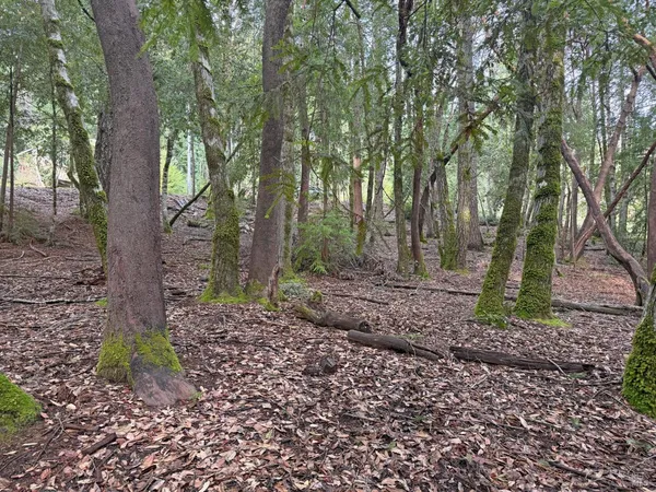 a backyard of a house with lots of green space