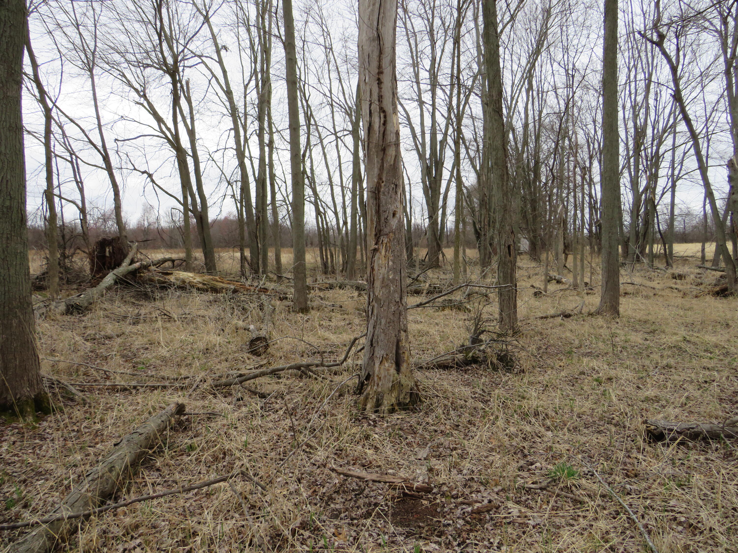 Fenner Road Laingsburg, MI 48848 - Photo 16 of 30 IMG_3801