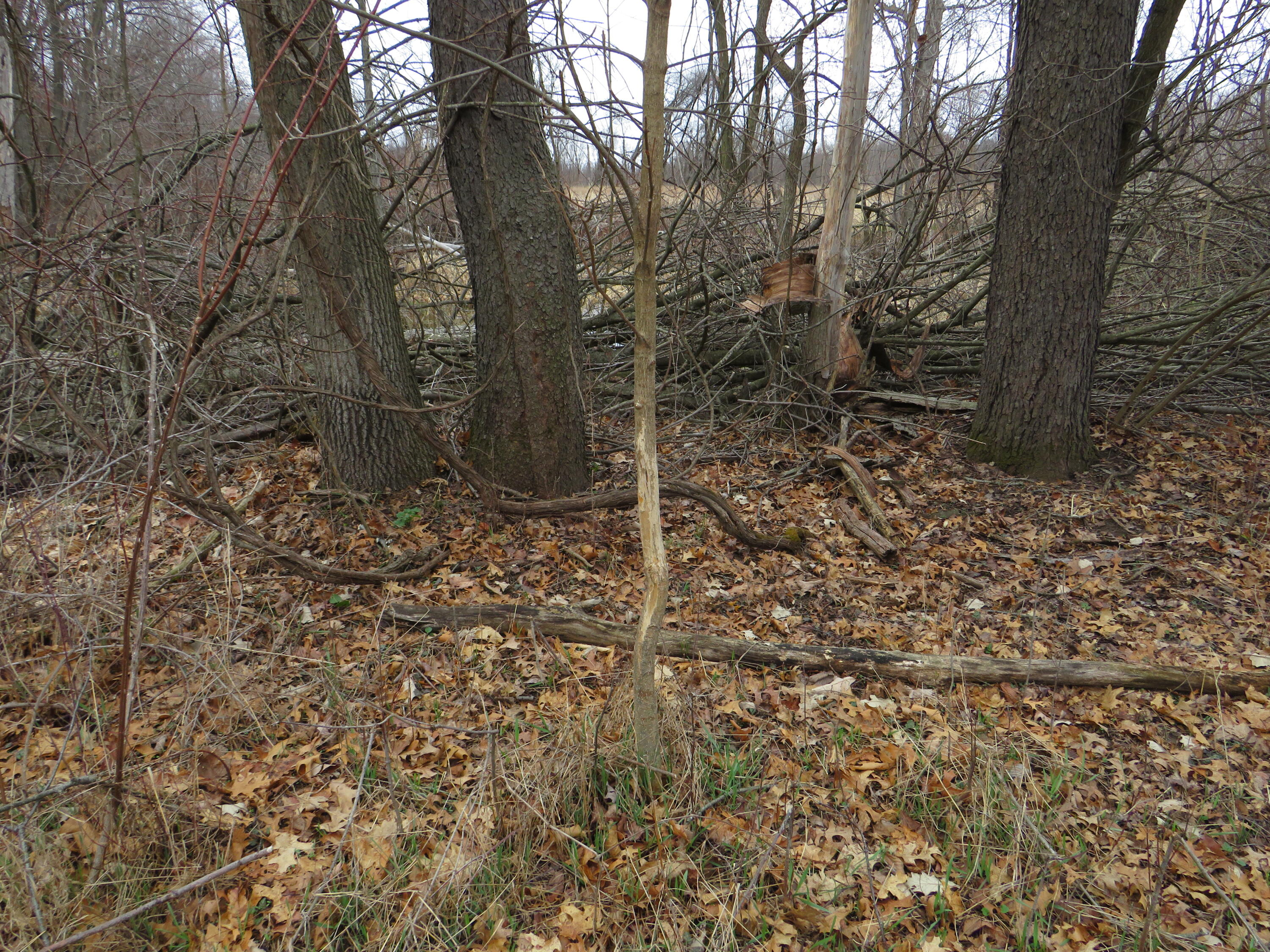 Fenner Road Laingsburg, MI 48848 - Photo 22 of 30 IMG_3825