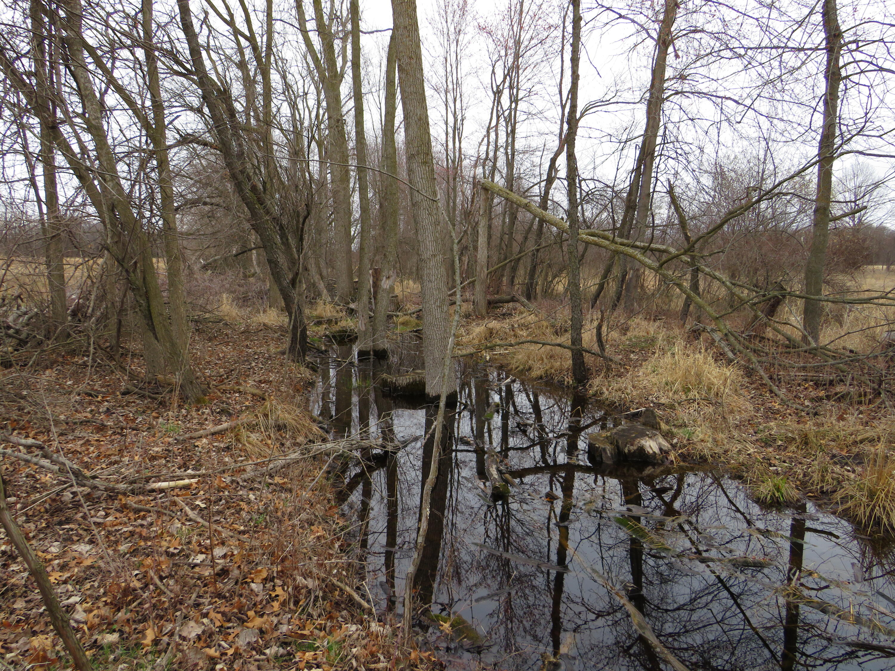 Fenner Road Laingsburg, MI 48848 - Photo 5 of 30 IMG_3767