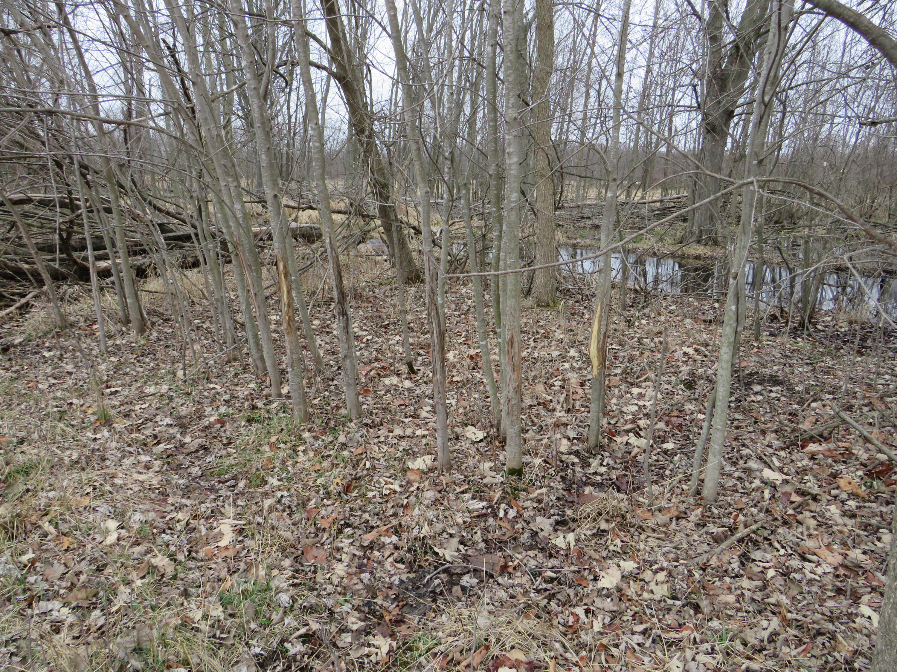 Fenner Road Laingsburg, MI 48848 - Photo 8 of 30 IMG_3774