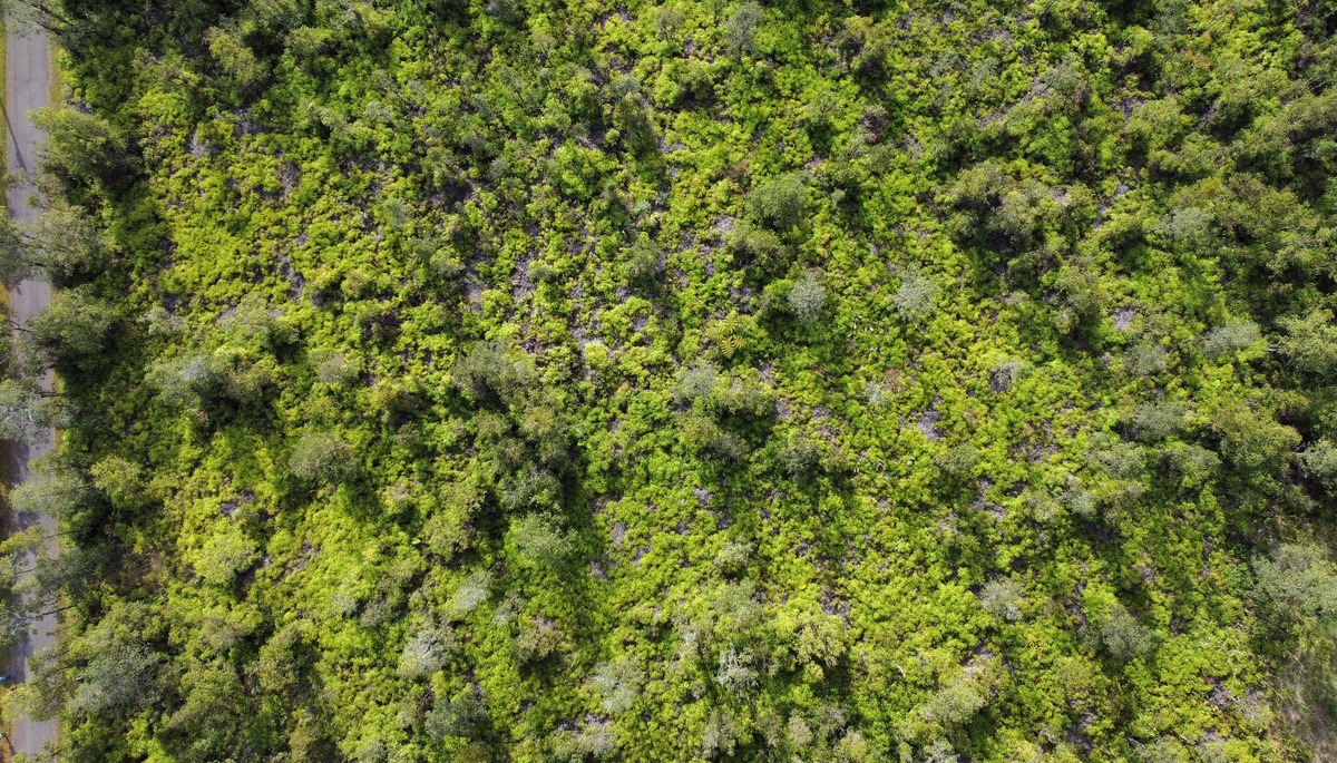 4 Ulua Lane Mountain View, HI 96771 - Photo 2 of 5