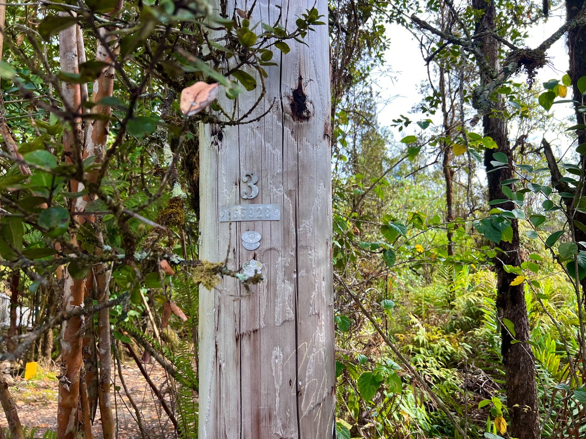 4 Ulua Lane Mountain View, HI 96771 - Photo 5 of 5 a picture of a tree
