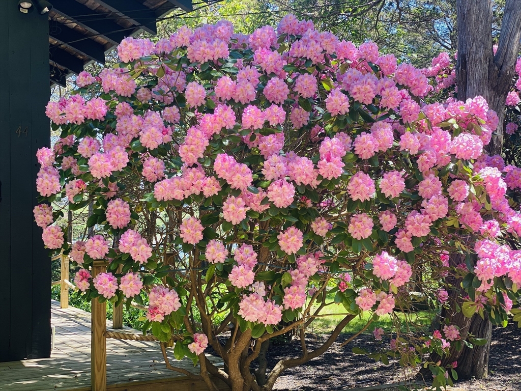 44 Ye Olde County Road Gloucester, MA 01930 - Photo 5 of 35 a view of a flower