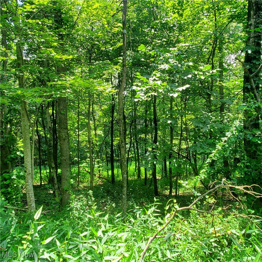 22 County Rt Street St. Marys, WV 26170 - Photo 20 of 27 View of tree filled area