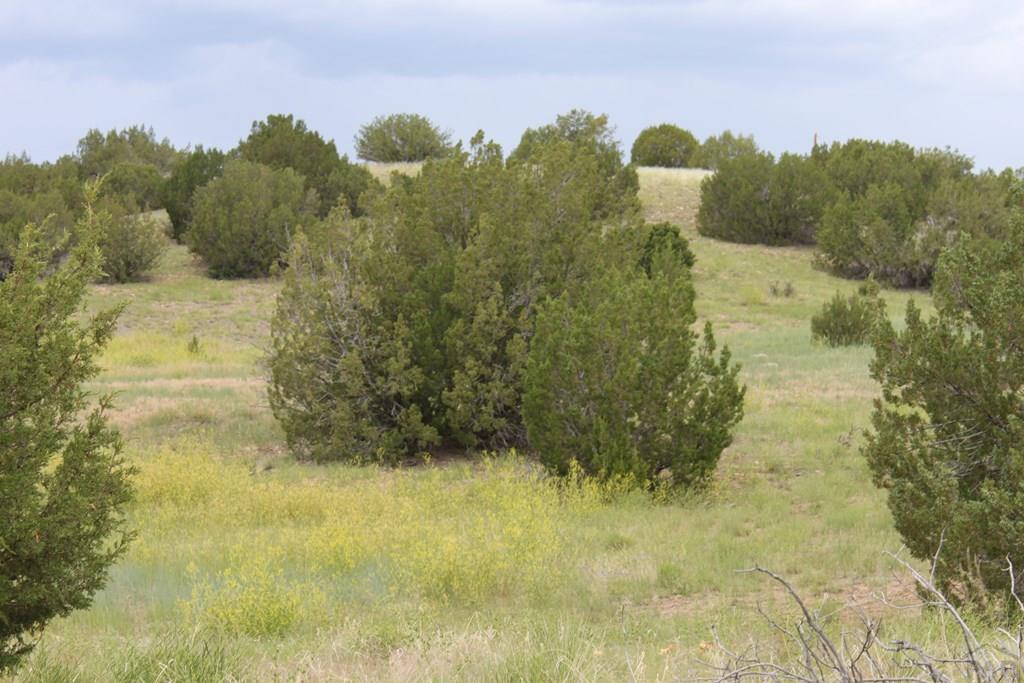 Tbd South Tbd S Waterbarrel Road Beulah, CO 81023 - Photo 4 of 21