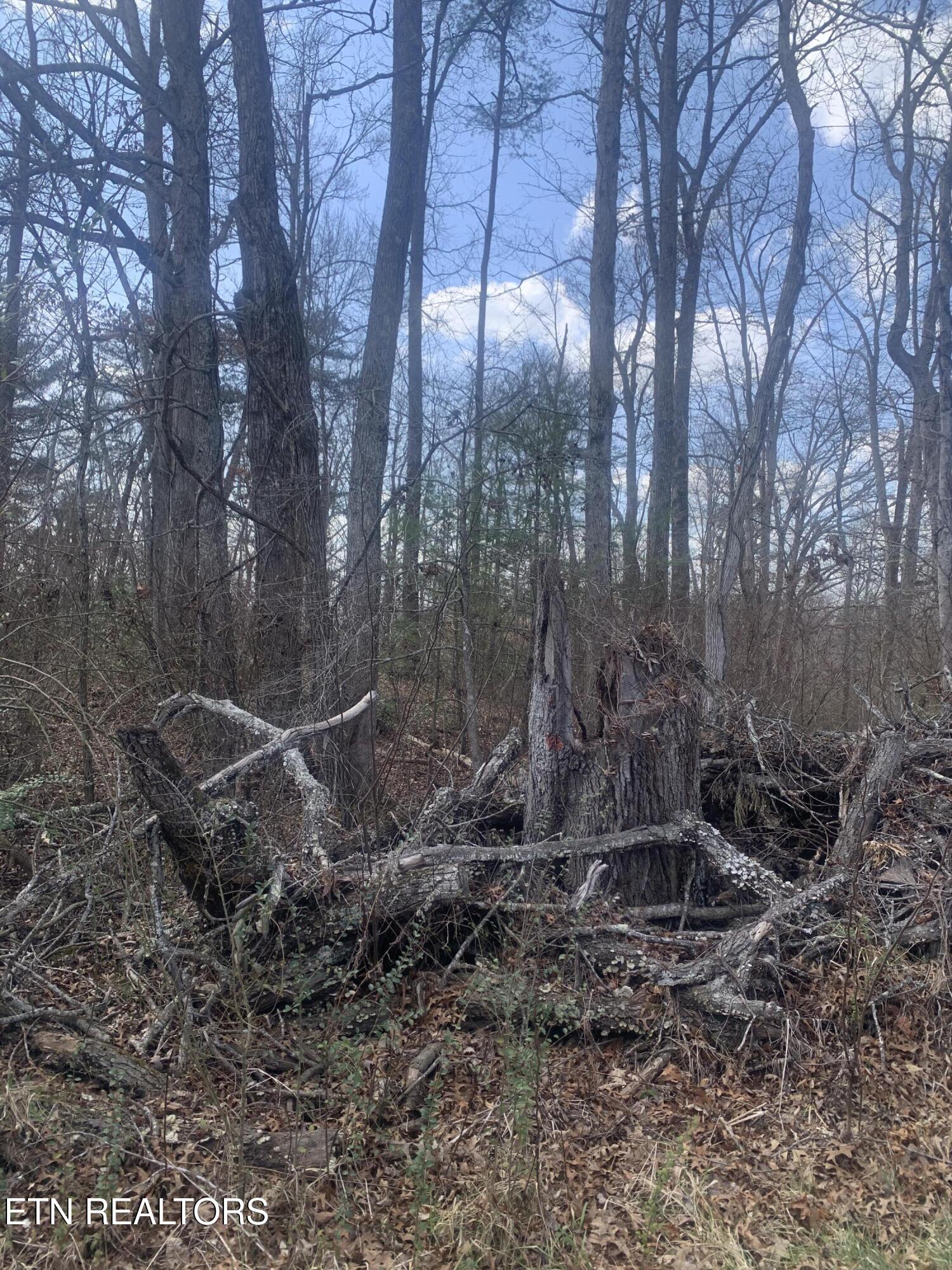 100 C E Todd Road Robbins, TN 37852 - Photo 12 of 16 IMG_2012 - Copy