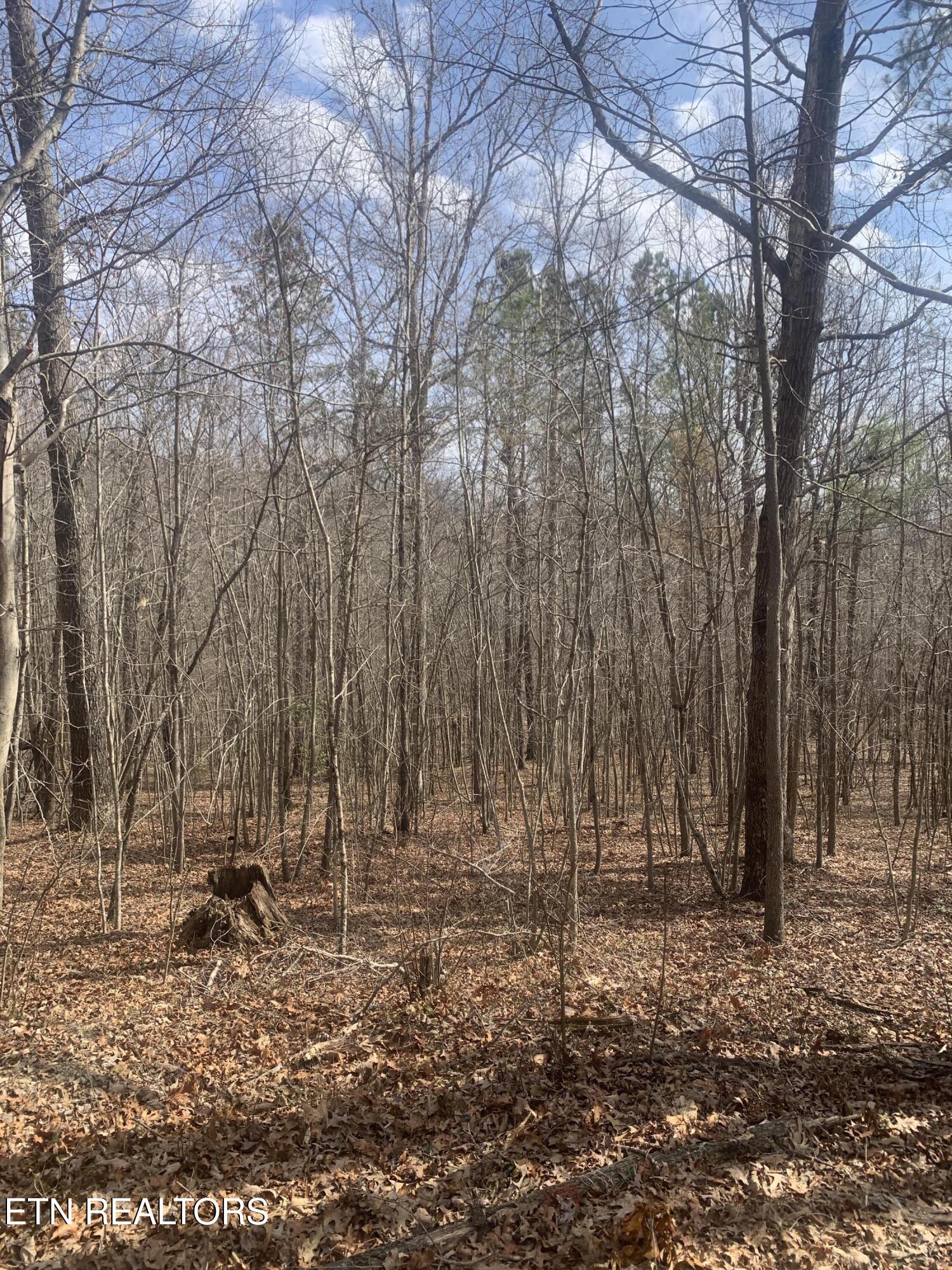 100 C E Todd Road Robbins, TN 37852 - Photo 15 of 16 IMG_2020