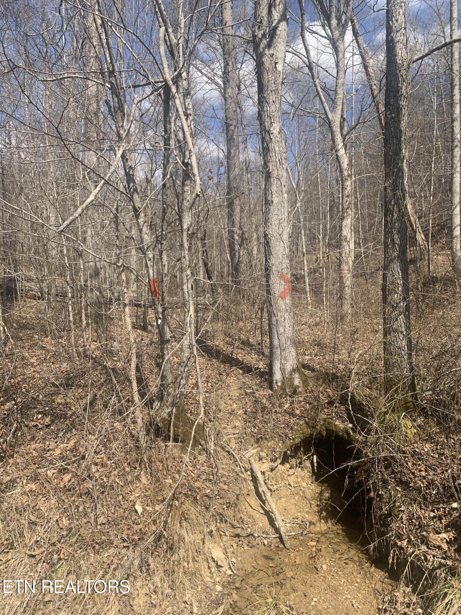 100 C E Todd Road Robbins, TN 37852 - Photo 6 of 16 IMG_2002 - Copy