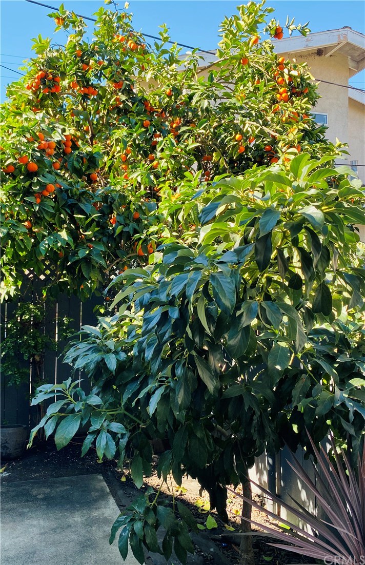 421 West 3rd Street Long Beach, CA 90802 - Photo 30 of 35 Avocado and orange Trees