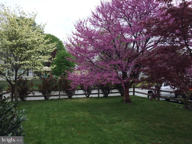 131 Redford Road Oreland, PA 19075 - Photo 59 of 85 Trees in Bloom