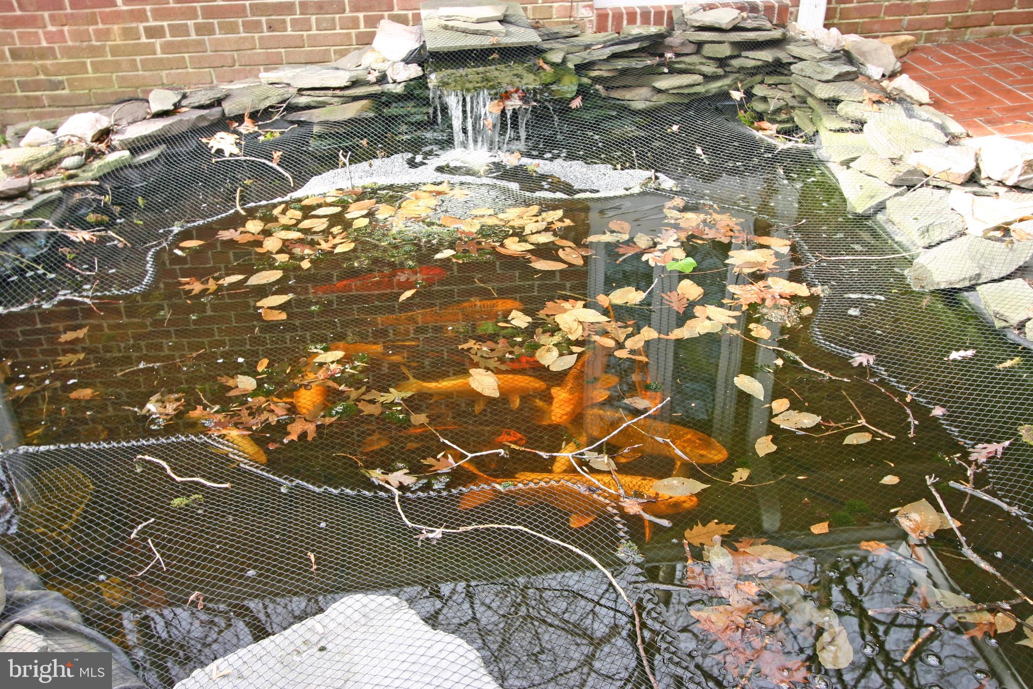 6613 Ridgeway Drive Springfield, VA 22150 - Photo 43 of 56 Koi Pond