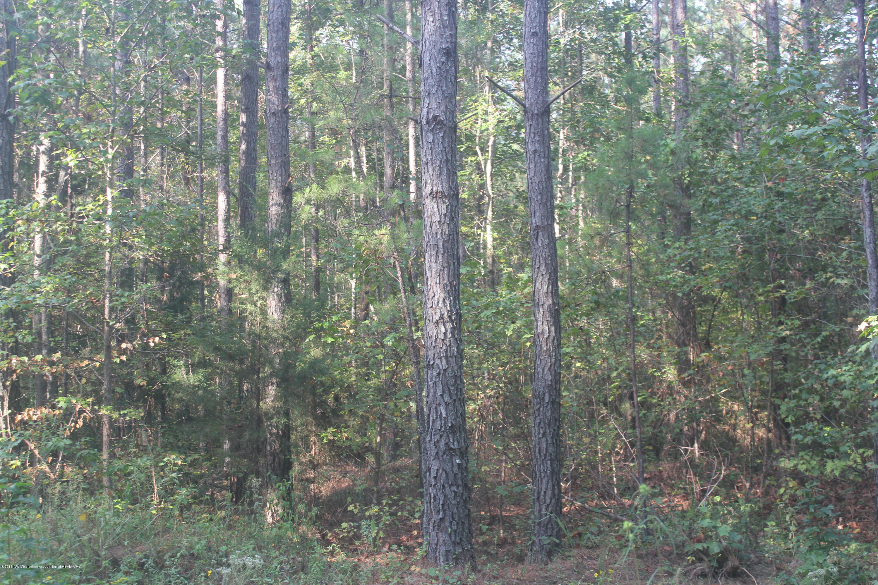 90 Powell Nettleton, MS 38858 - Photo 4 of 16 007