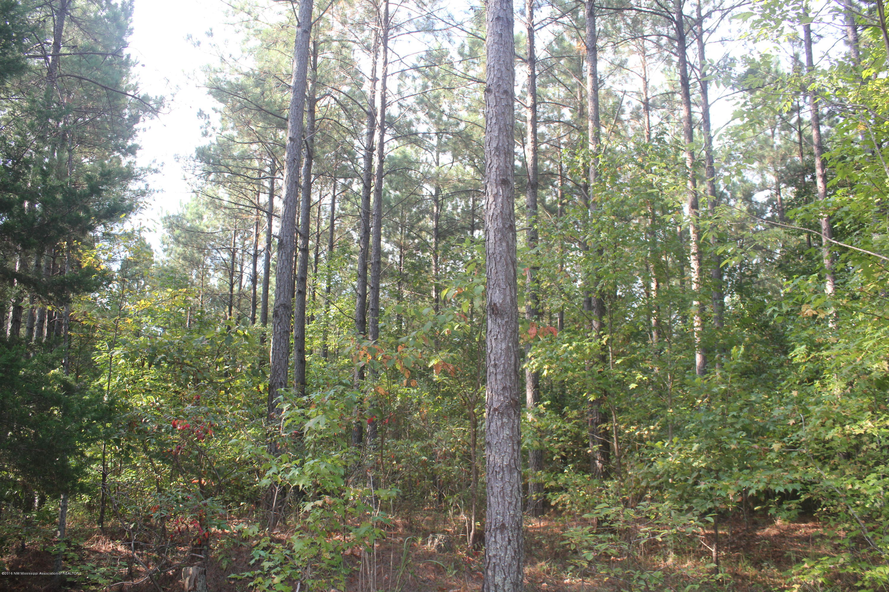 90 Powell Nettleton, MS 38858 - Photo 8 of 16 011