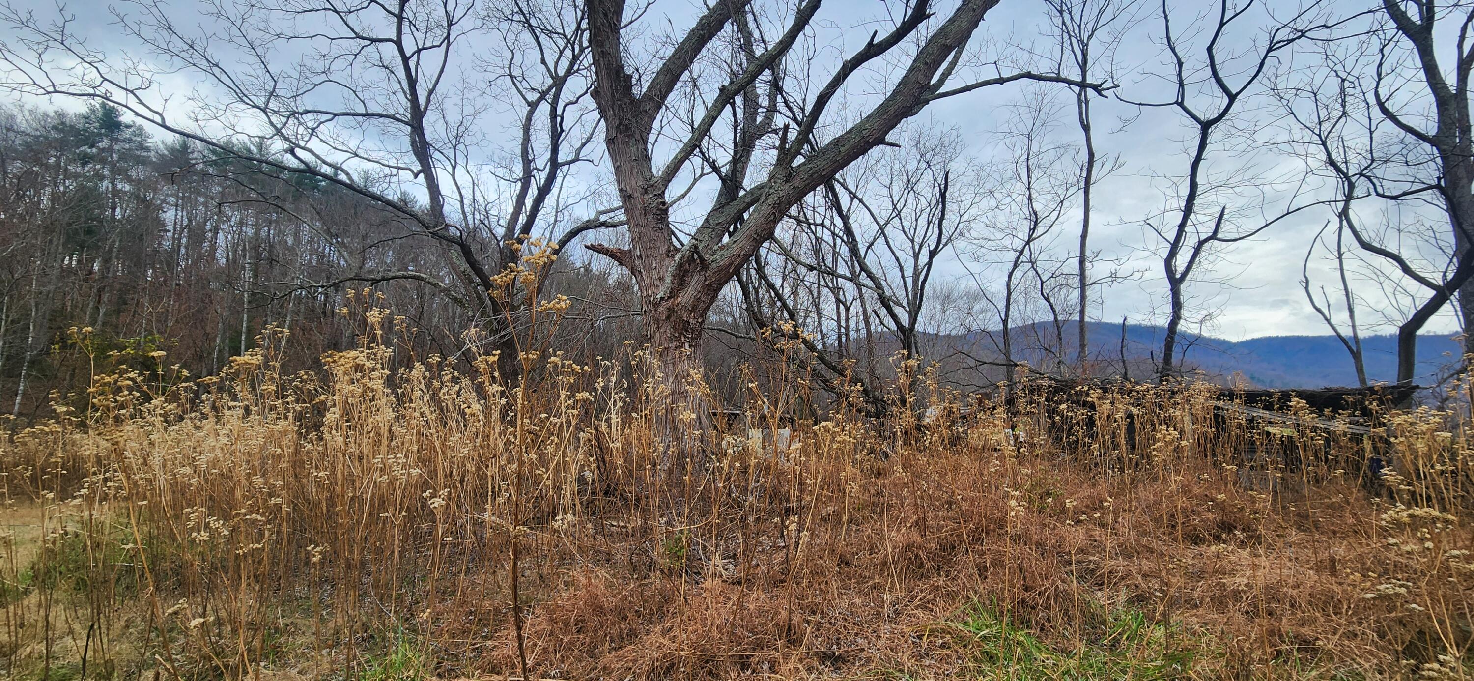 10401 Callaway Road Callaway, VA 24067 - Photo 5 of 14 a backyard of a house with lots of green space
