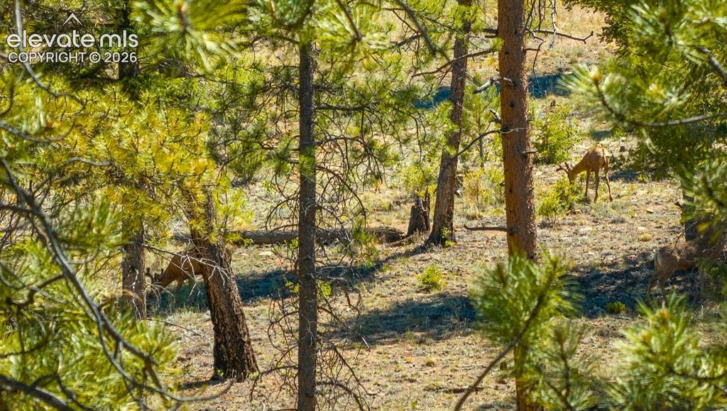 146 Toms Ranch Rd Lake Lake George, CO 80827 - Photo 4 of 30 Bucks in velvet