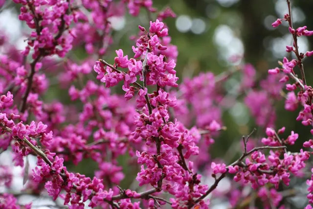 $480,000 | 41820 Dillon Circle, Ahwahnee, CA 93601