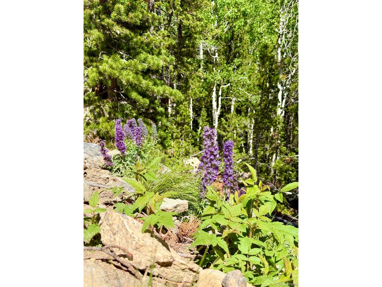 5 Roosevelt Ridge Black Hawk, CO 80422 - Photo 16 of 17