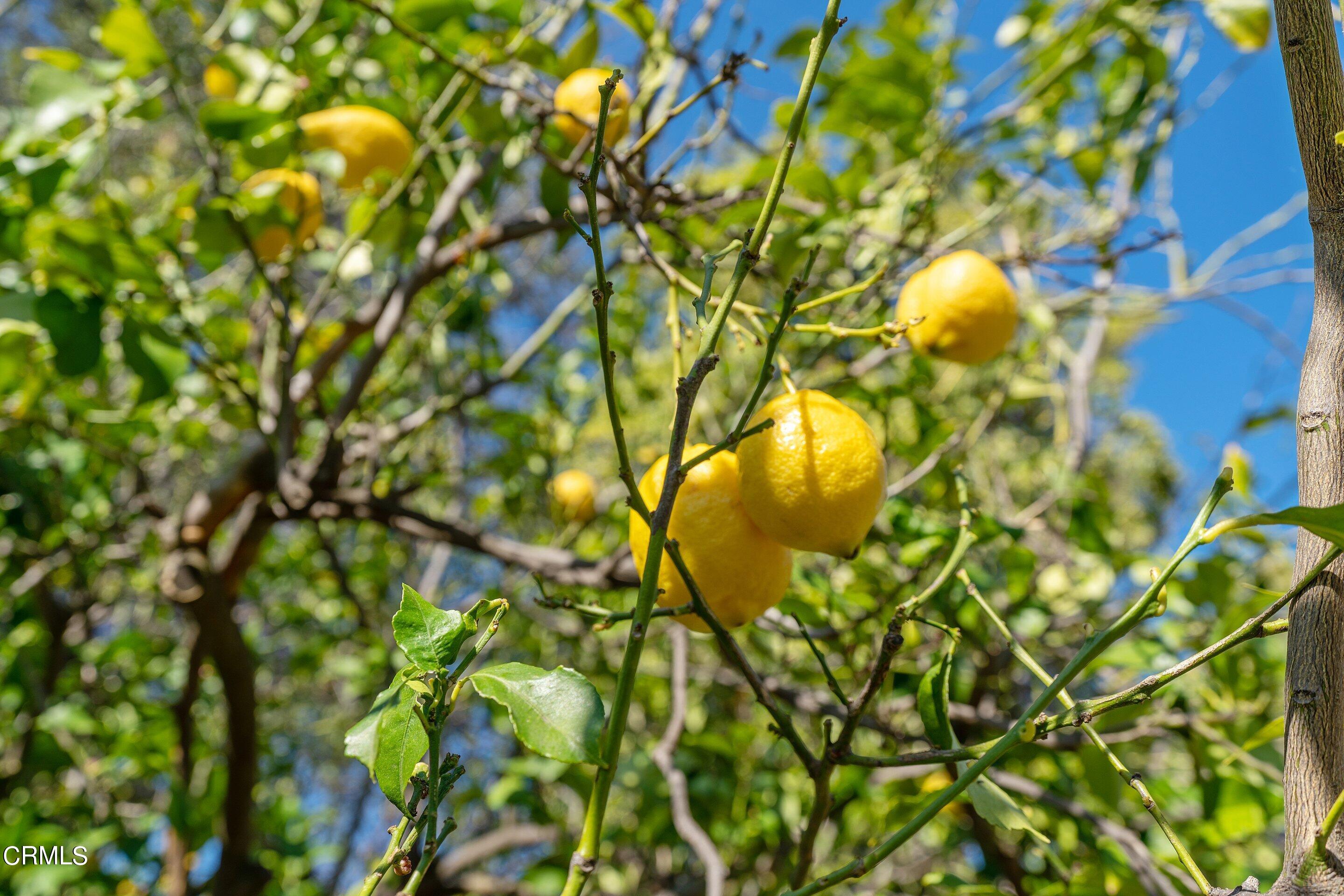 1532 Atchison Street Pasadena, CA 91104 - Photo 39 of 45 a view of tree