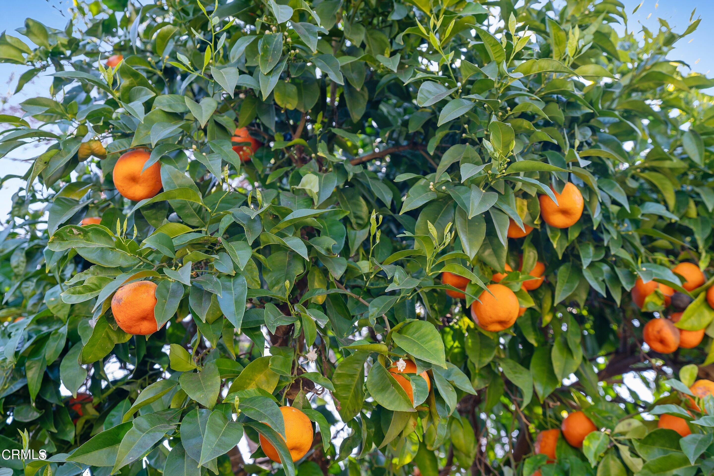 1532 Atchison Street Pasadena, CA 91104 - Photo 41 of 45 a view of a tree in a garden