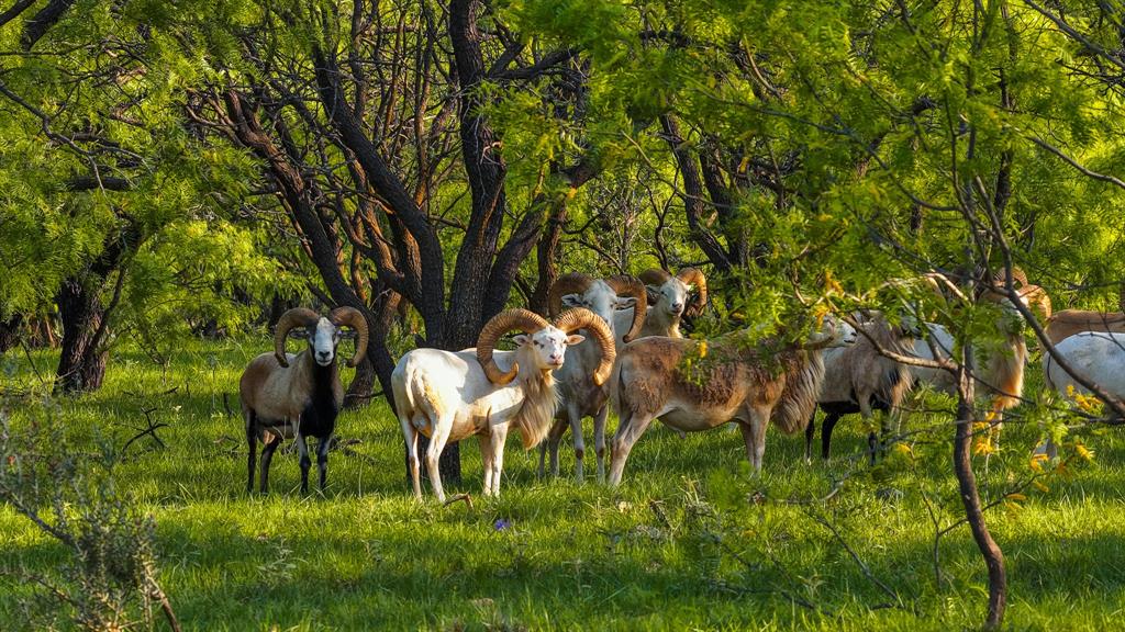 10000 Fm 209 Graham, TX 76450 - Photo 33 of 40