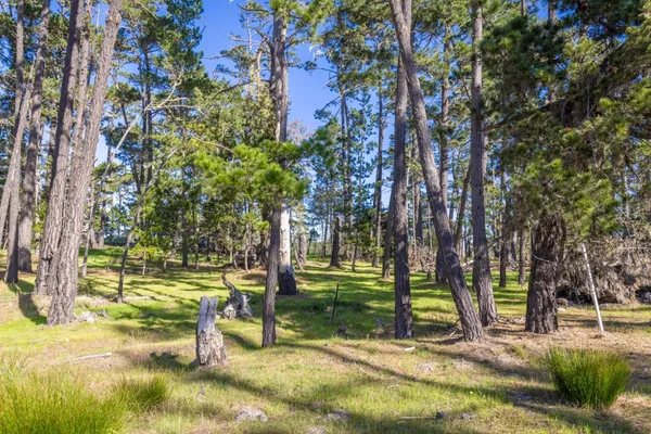 a view of a park with large trees