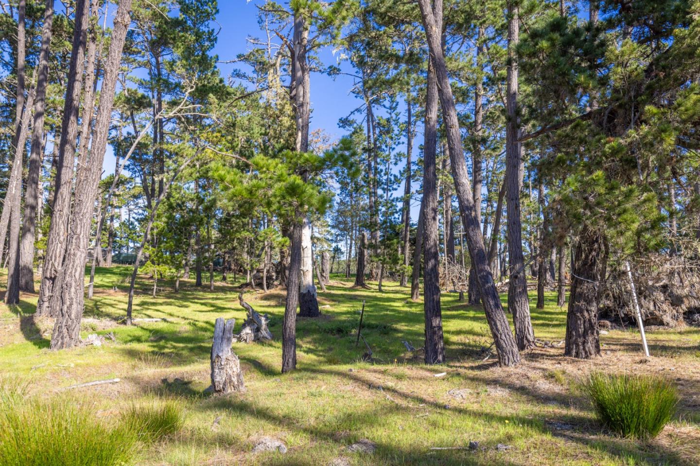 1407 Viscaino Road Pebble Beach, CA 93953 - Photo 6 of 10